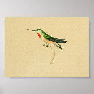 Affiches Vintage 1830 Hummingbird Imprimer rouge vert