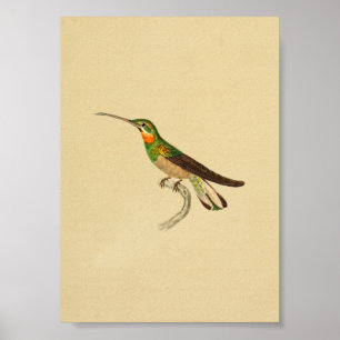 Affiches Vintage 1830 Hummingbird Imprimer rouge vert