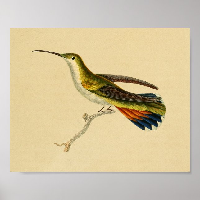 Affiches Vintage 1830 Hummingbird Imprimer rouge vert (Devant)