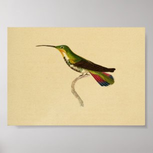 Affiches Vintage 1830 Hummingbird Imprimer rouge vert