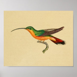 Affiches Vintage 1830 Hummingbird Imprimer rouge vert