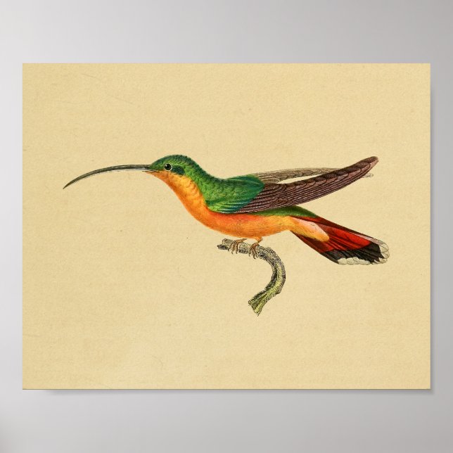 Affiches Vintage 1830 Hummingbird Imprimer rouge vert (Devant)