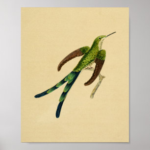Affiches Vintage 1830 Hummingbird Imprimer vert rouge