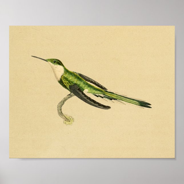 Affiches Vintage 1830 Hummingbird Print Green Black (Devant)