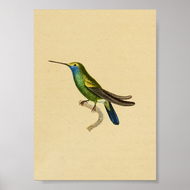 Affiches Vintage 1830 Hummingbird Print Yellow Blue (Devant)