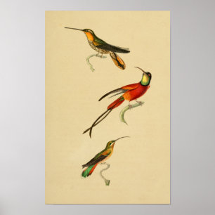 Affiches Vintage 1830 Hummingbirds Imprimer rouge vert
