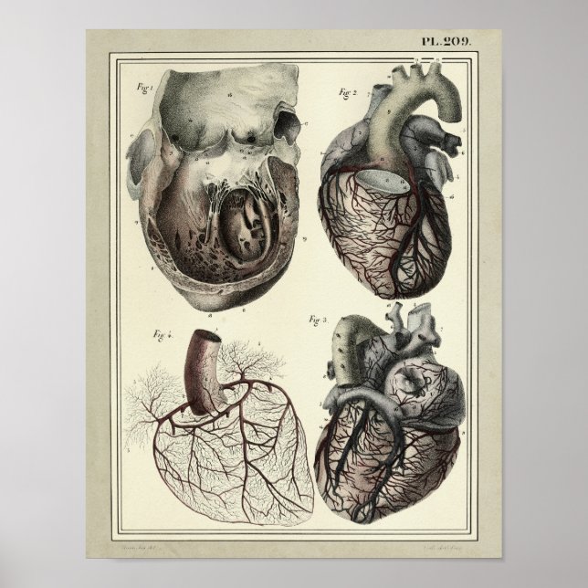 Affiches Vintage 1831 Artères cardiaques Anatomie Imprimer (Devant)