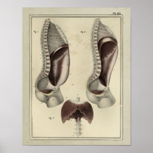 Affiches Vintage 1831 Diaphragm Muscle Anatomy Print