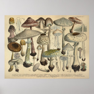 Affiches Vintage 1831 Variété de champignons Blanc Brown Im