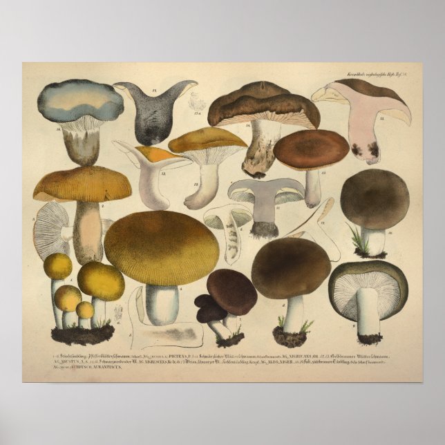 Affiches Vintage 1831 Variété de champignons Brown imprimé  (Devant)