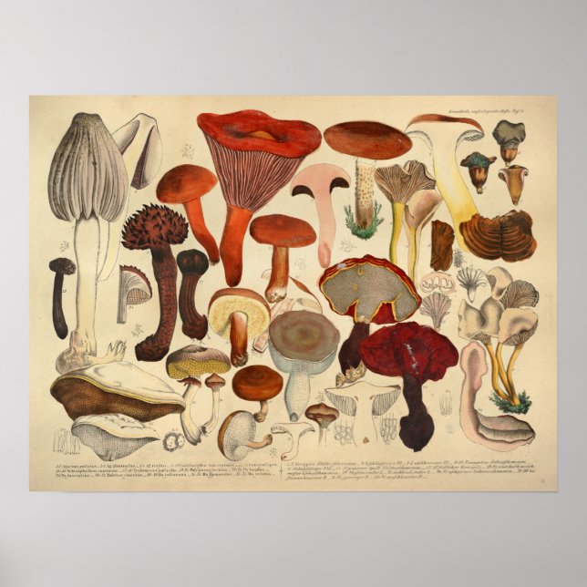 Affiches Vintage 1831 Variété de champignons Brown Rouge Im (Devant)