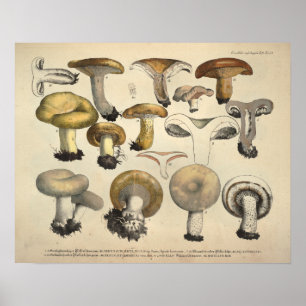 Affiches Vintage 1831 Variété de champignons Jaune Brown Im