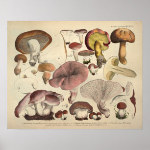 Affiches Vintage 1831 Variété de champignons Jaune Brown Im