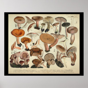Affiches Vintage 1831 Variété de champignons Orange Brown I