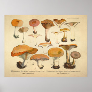 Affiches Vintage 1831 Variété de champignons Orange Jaune I