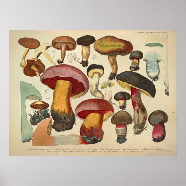 Affiches Vintage 1831 Variété de champignons rouge jaune Im (Devant)