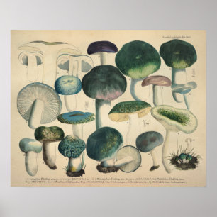 Affiches Vintage 1831 Variété de champignons Vert Bleu Impr
