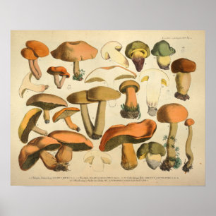 Affiches Vintage 1831 Variété de champignons Vert Brown Imp