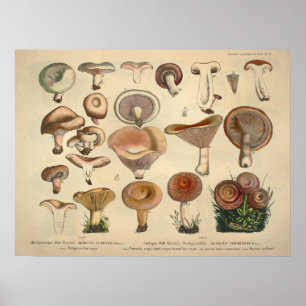 Affiches Vintage 1831 Variété de champignons Vert Brown Imp