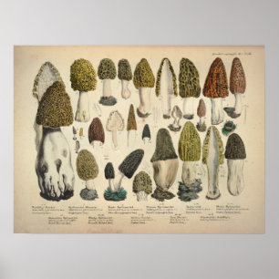 Affiches Vintage 1831 Variété de champignons Vert Brown Imp