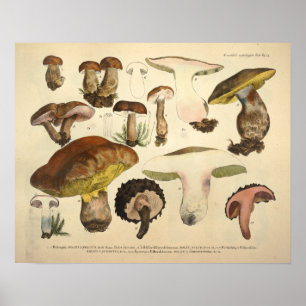 Affiches Vintage 1831 Variété de champignons Vert Brown Imp