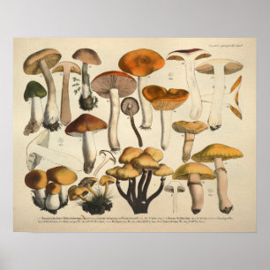 Affiches Vintage 1831 Variété de champignons Vert Brown Imp
