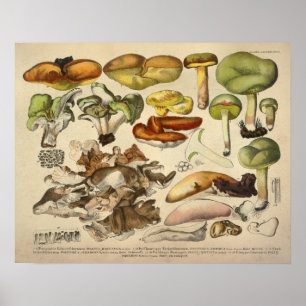 Affiches Vintage 1831 Variété de champignons vert jaune Imp