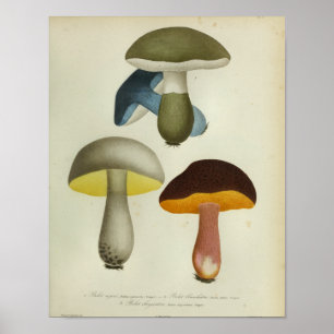 Affiches Vintage 1841 Champignons bleu jaune vert Art Impri