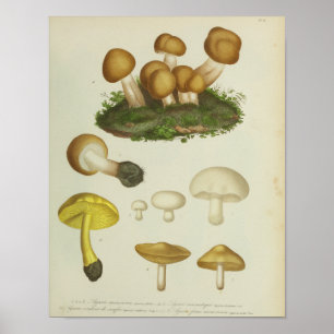 Affiches Vintage 1841 Champignons Brown Jaunes Art Imprimer