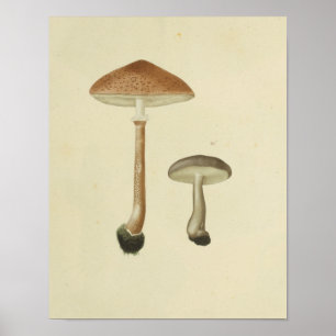 Affiches Vintage 1841 Champignons Casquettes Brown Art Impr
