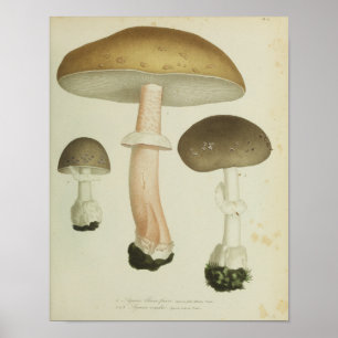Affiches Vintage 1841 Champignons Casquettes Brown Art Impr