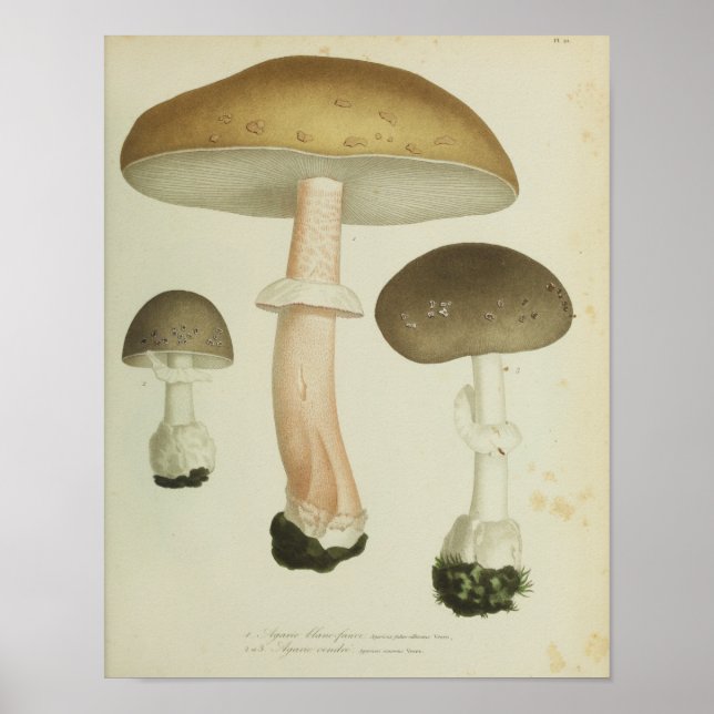 Affiches Vintage 1841 Champignons Casquettes Brown Art Impr (Devant)