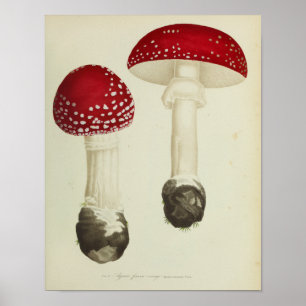 Affiches Vintage 1841 Champignons Casquettes rouges Imprime