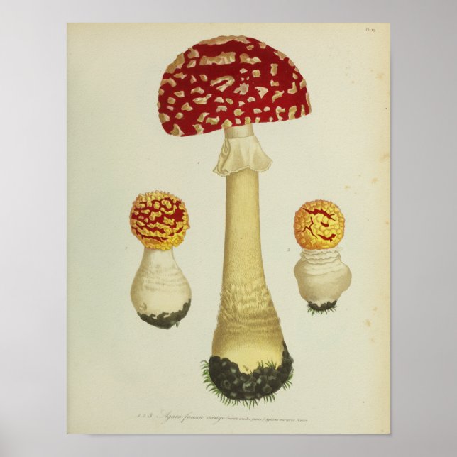 Affiches Vintage 1841 Champignons rouges jaunes Art Imprime (Devant)