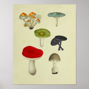Affiches Vintage 1841 Champignons rouges verts bleus Art Im