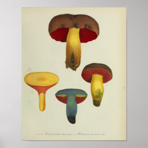 Affiches Vintage 1841 Yellow Brown Red Mushrooms Art Imprim