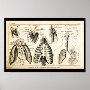 Affiches Vintage 1844 Anatomie cardiaque humaine Imprimer