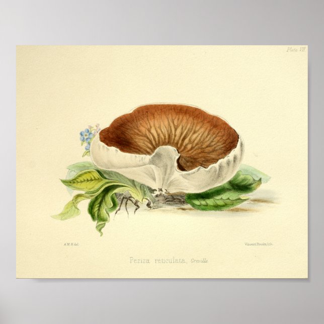 Affiches Vintage 1855 Champignons Art Brown blanc Imprimer (Devant)