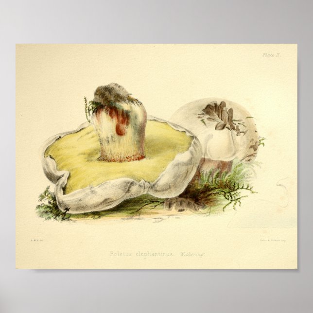 Affiches Vintage 1855 Champignons Blanc Casquette Art Impri (Devant)