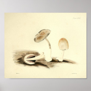 Affiches Vintage 1855 Champignons Brown Art blanc Imprimer
