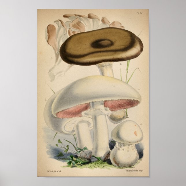 Affiches Vintage 1863 Champignons blancs Brown Art (Devant)