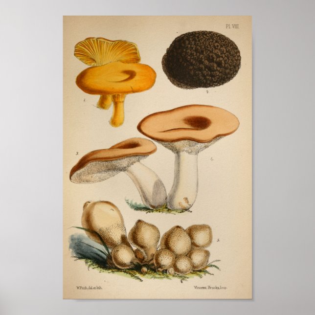 Affiches Vintage 1863 Champignons Casquettes Jaunes Brown A (Devant)