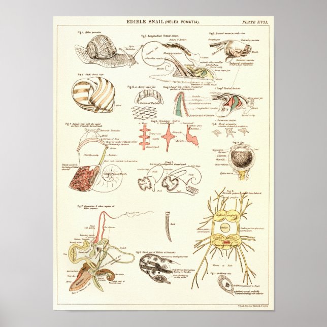 Affiches Vintage 1881 Biologie des escargots Anatomie Impri (Devant)