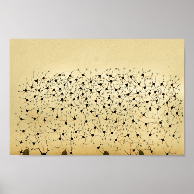 Affiches Vintage 1886 Central Nervous System Nerves (Devant)