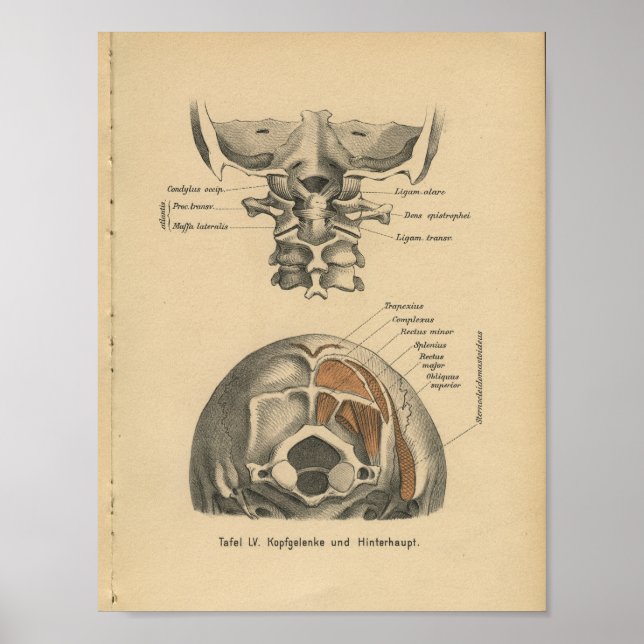 Affiches Vintage 1888 Allemand Anatomie Imprimé Cervical Sp (Devant)