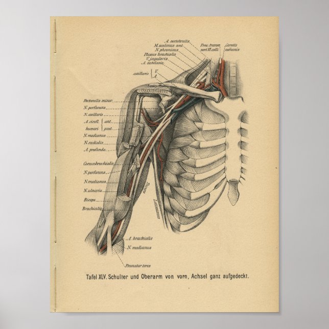 Affiches Vintage 1888 Allemand Anatomie Imprimer Bras d'épa (Devant)