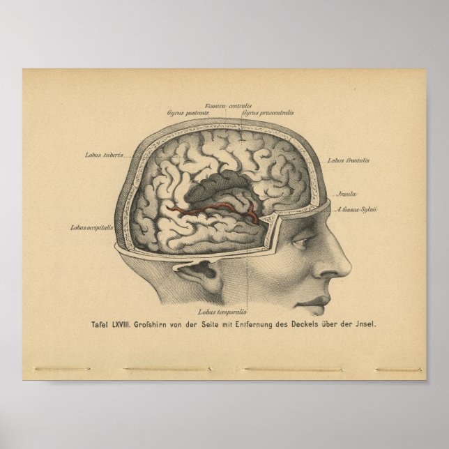 Affiches Vintage 1888 Allemand Anatomie Imprimer Cerveau cr (Devant)