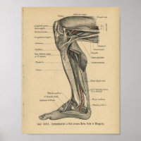 Vintage 1888 Allemand Anatomie Imprimer genou de j