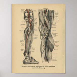 Affiches Vintage 1888 Allemand Anatomie Imprimer genou de j