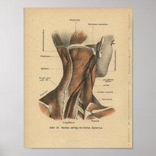 Affiches Vintage 1888 Allemand Anatomie Imprimer Muscles Co